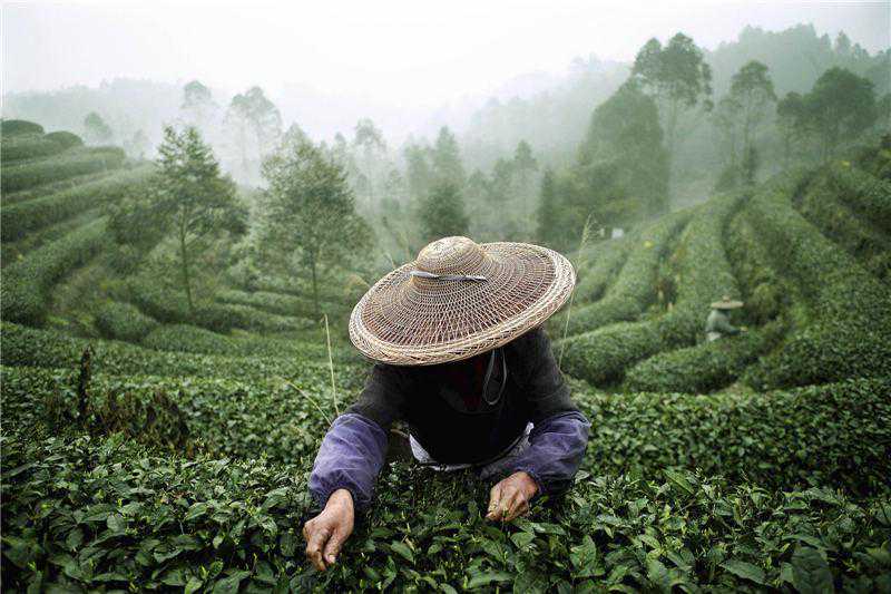 川茶之路：茶是旅程，而非终点