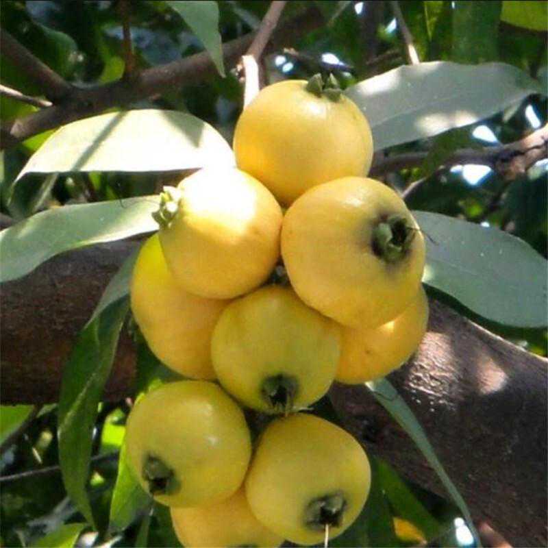 到了夏天的南方城市，犹如进入了花果园！这些水果多到你惊讶