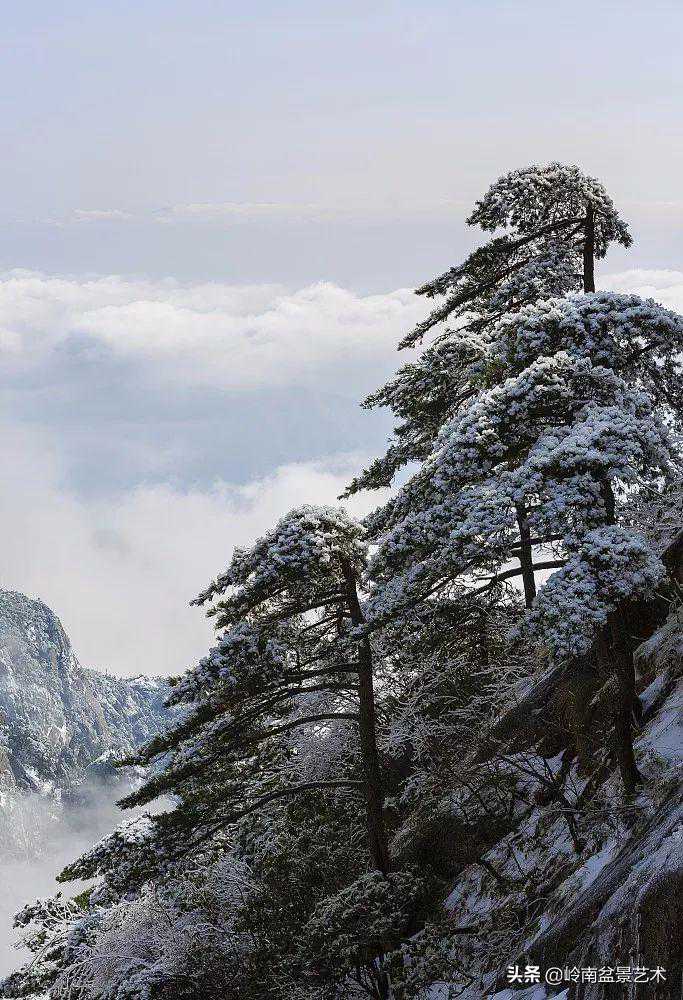 松树盆景,怎样才能算上品? 松树盆景,怎样才能算上品?