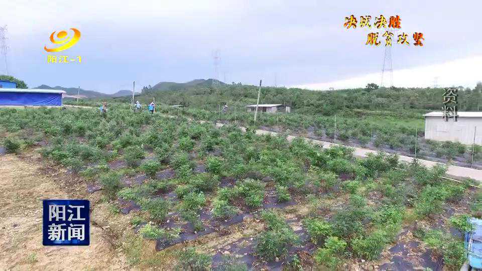 阳江：突出特色产业扶贫 增强造血功能