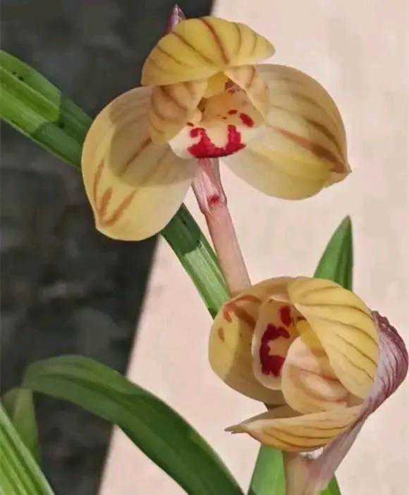 兰花品种欣赏（一）