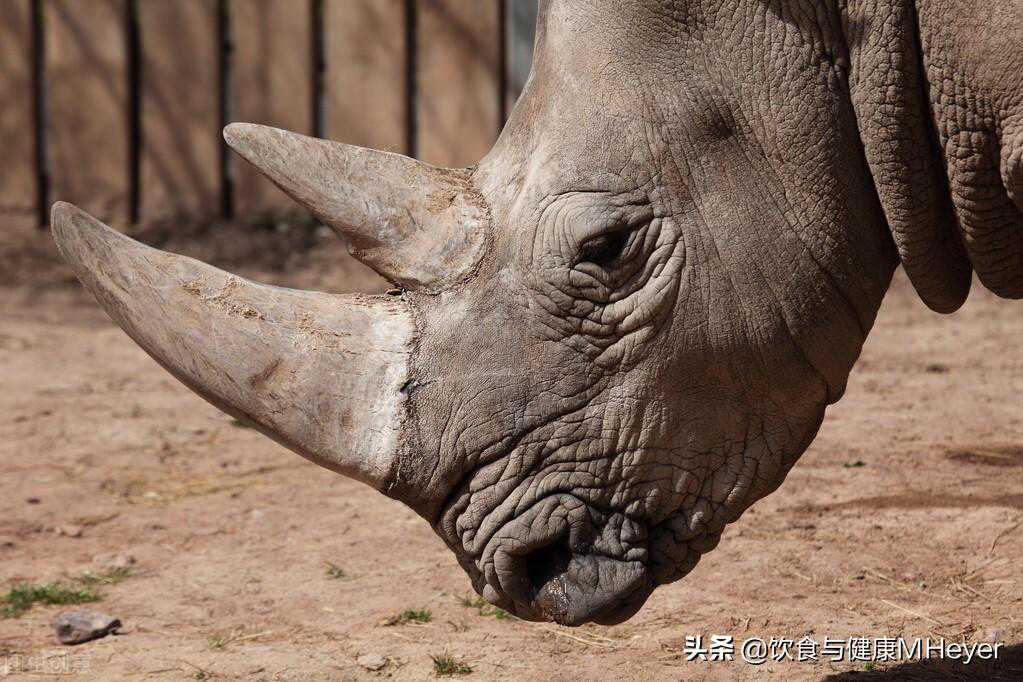 犀牛角不被亚洲市场接受，不管是作为药品还是工艺品