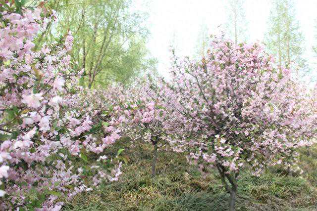 河南周口市哪些地方的樱花最独特值得一去？