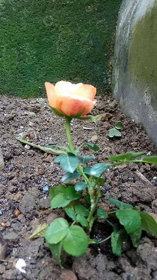 上交不谄，下交不渎