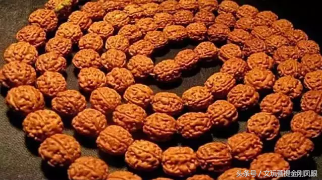 小金刚菩提的纹路、桩型和尺寸