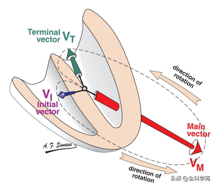 心电图笔记24：知正常方能识异常之正常QRS波形