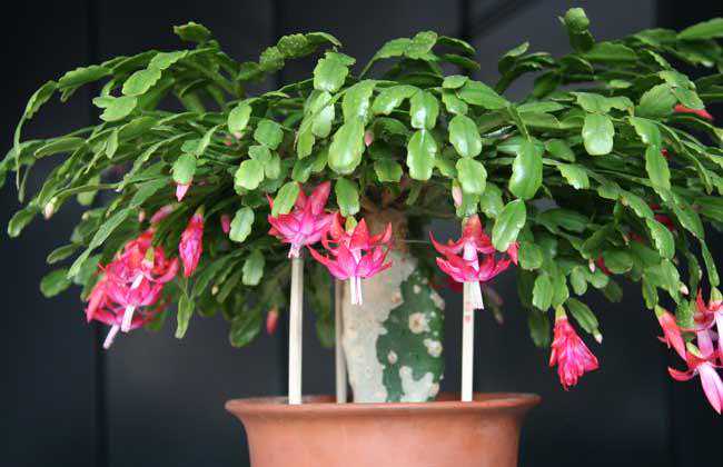 蟹爪兰一年开几次花 蟹爪兰什么时候开花