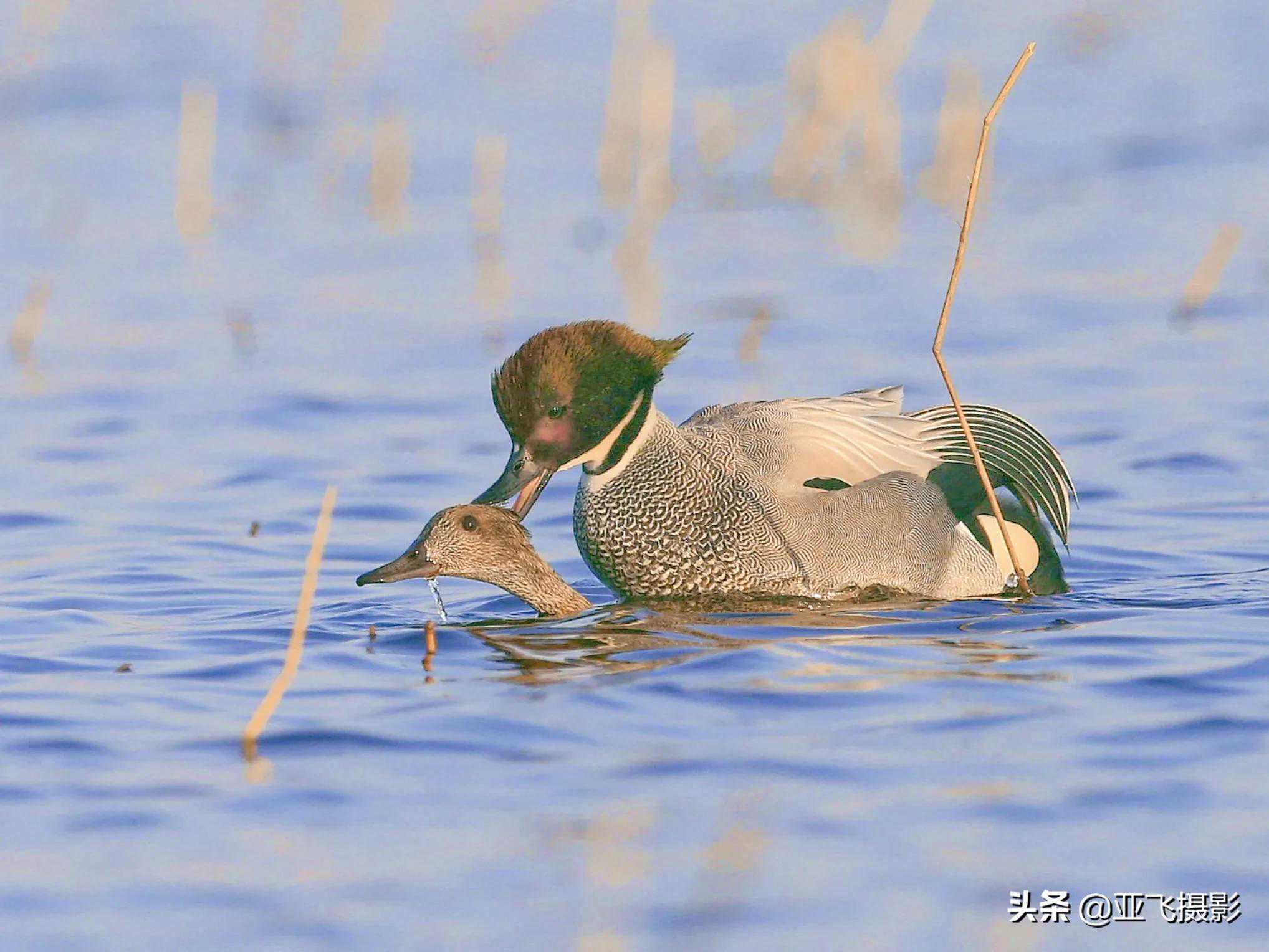 百鸟图片（5）——三种漂亮的野鸟