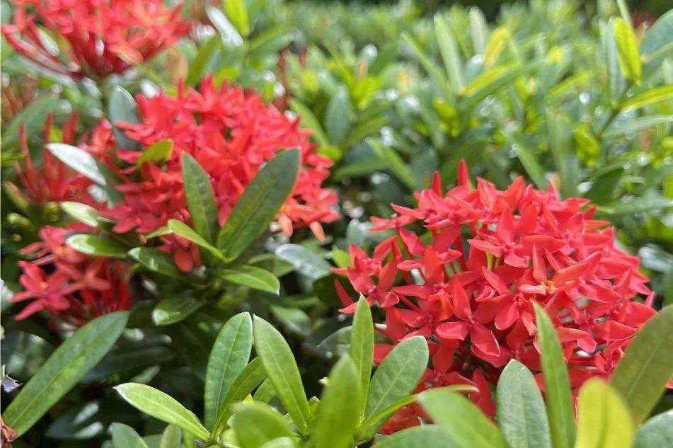 文创|这一处花海,向你寄托温柔与美好 文创|这一处花海,向你寄托温柔与美好