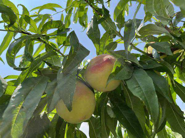 河南叶县：满树桃子压枝低 香脆甜蜜惹人醉