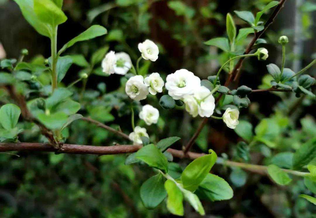 二乔玉兰｜春深锁不住的“二乔”