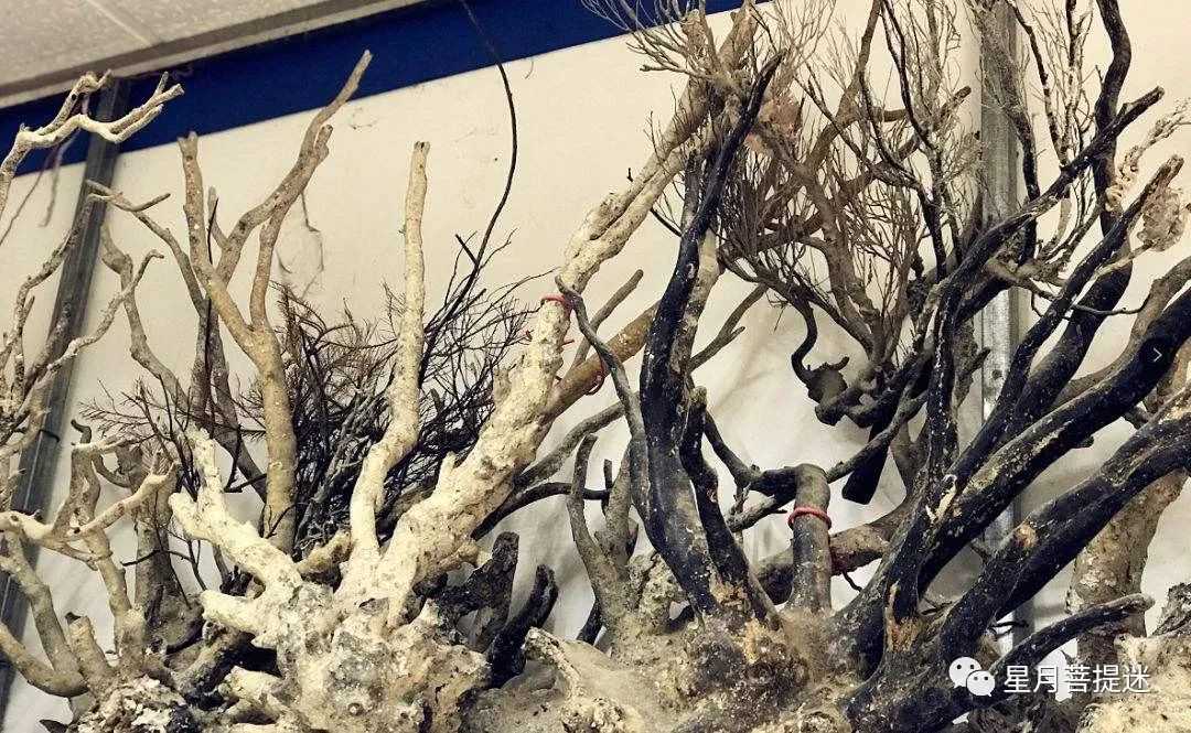 什么是海柳？什么是造礁珊瑚“海藤”？