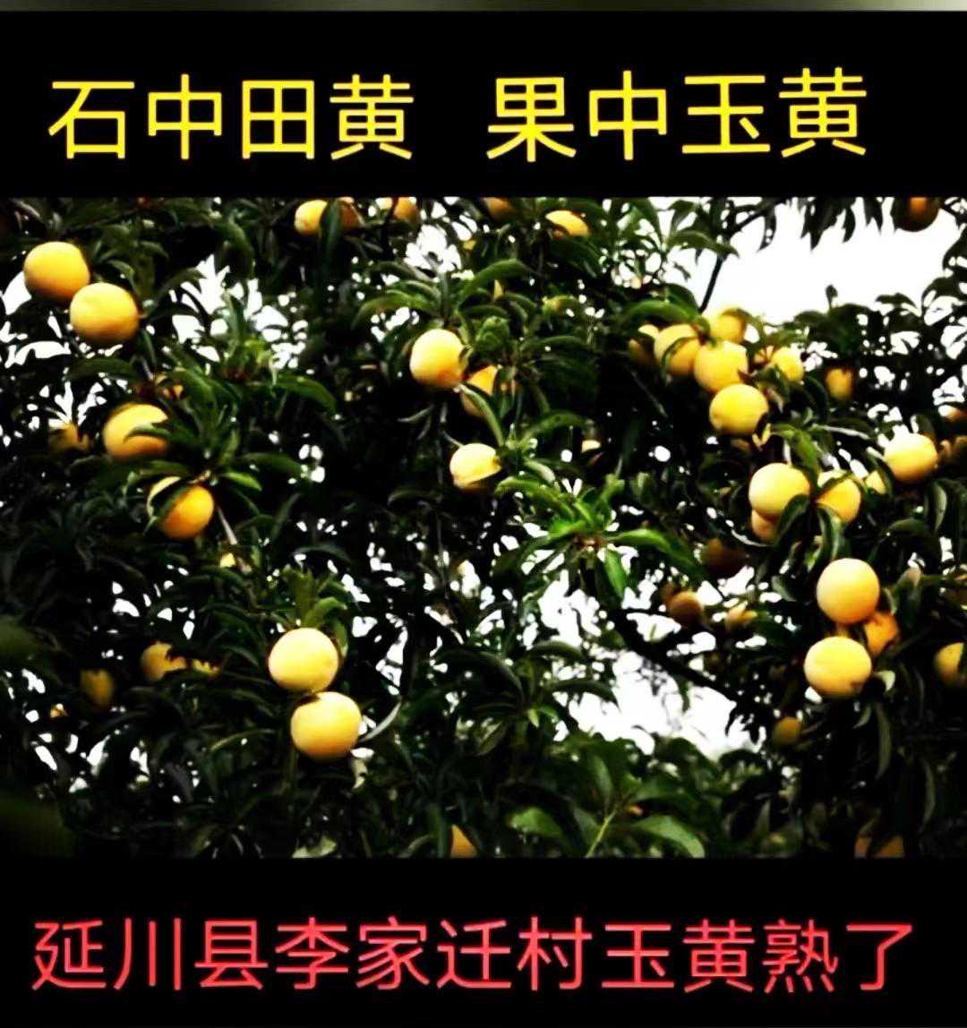 延川县李家迁的玉黄(皇)李熟啦