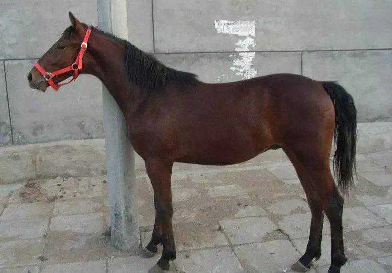 骑乘马的常用体尺指数 骑乘马的常用体尺指数