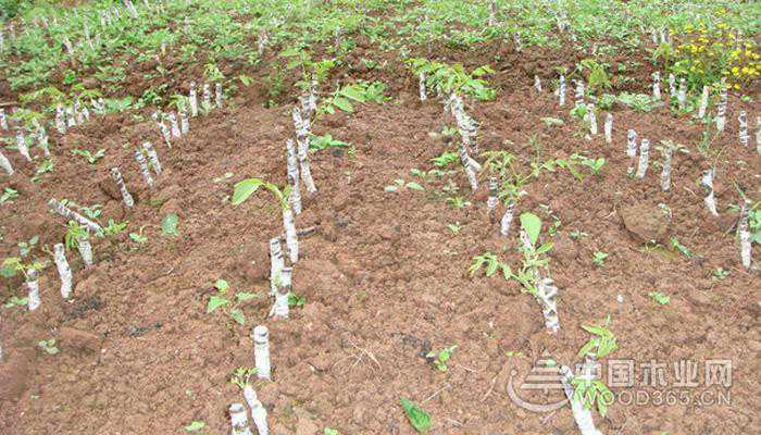 核桃苗木的等级标准和核桃苗木价格