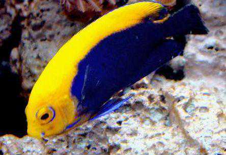 海水小百科—火背神仙