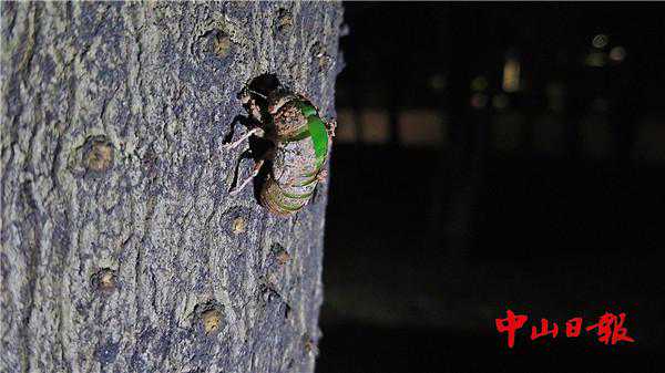 惊艳！一起来看看蝉羽化的美丽瞬间