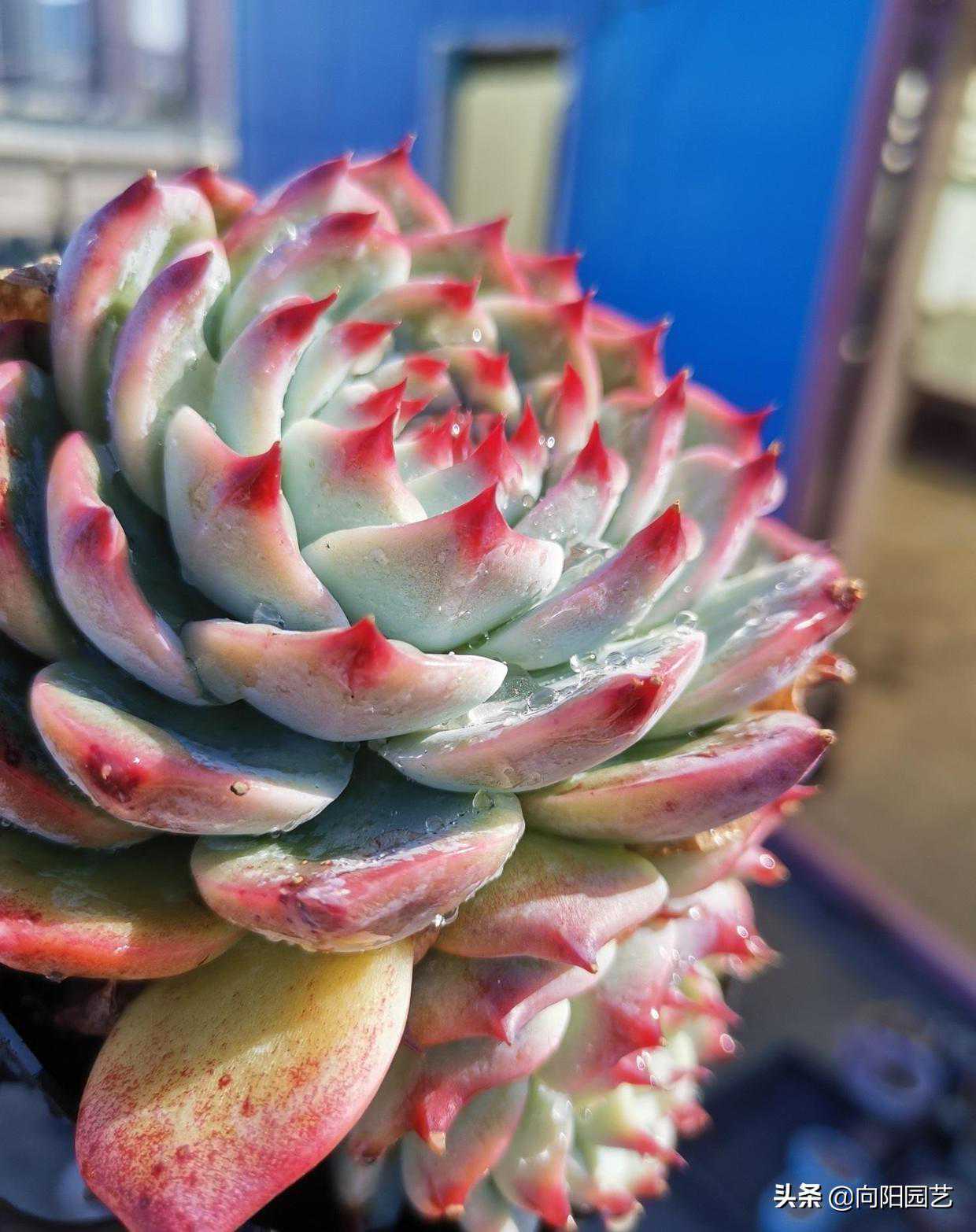 吉娃娃5块钱，吉娃娃锦200块，为啥差别这么大？会有人买吗？