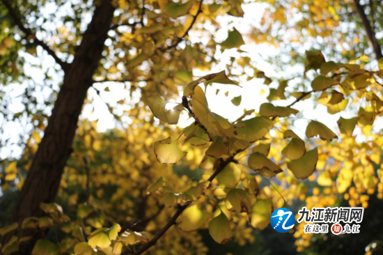 银杏披上“黄缎装” 浔城景色醉人