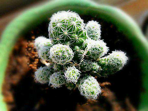 谈谈白鸟和银手指