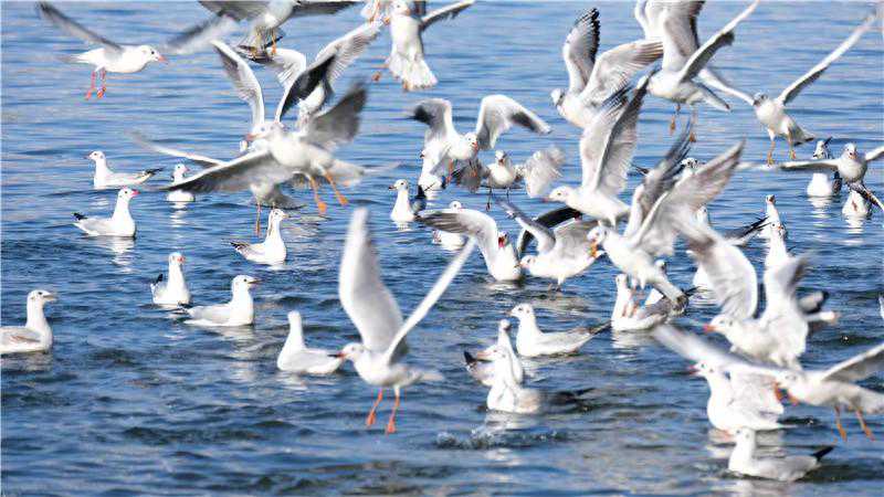 转发收藏！海埂大坝周边停车场有这30个