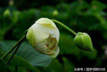 佛诗禅词100首，多读开悟、增智 建议收藏品鉴