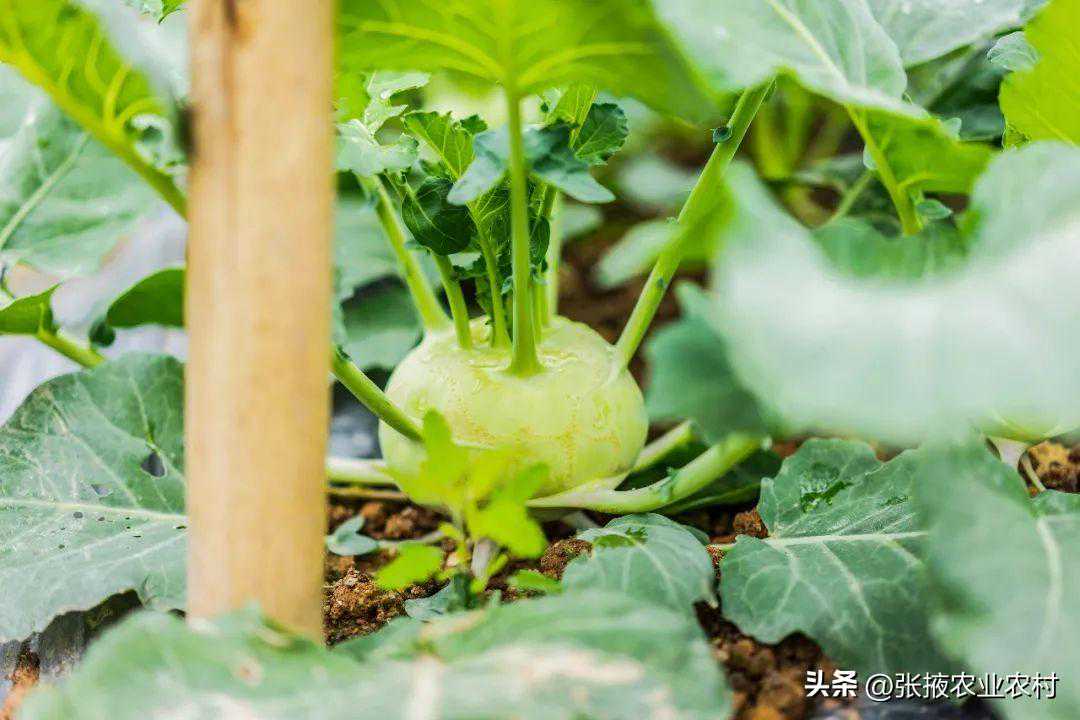 建议收藏:20个农药配方奉上,杀虫灭菌药效翻倍 建议收藏:20个农药配方奉上,杀虫灭菌药效翻倍