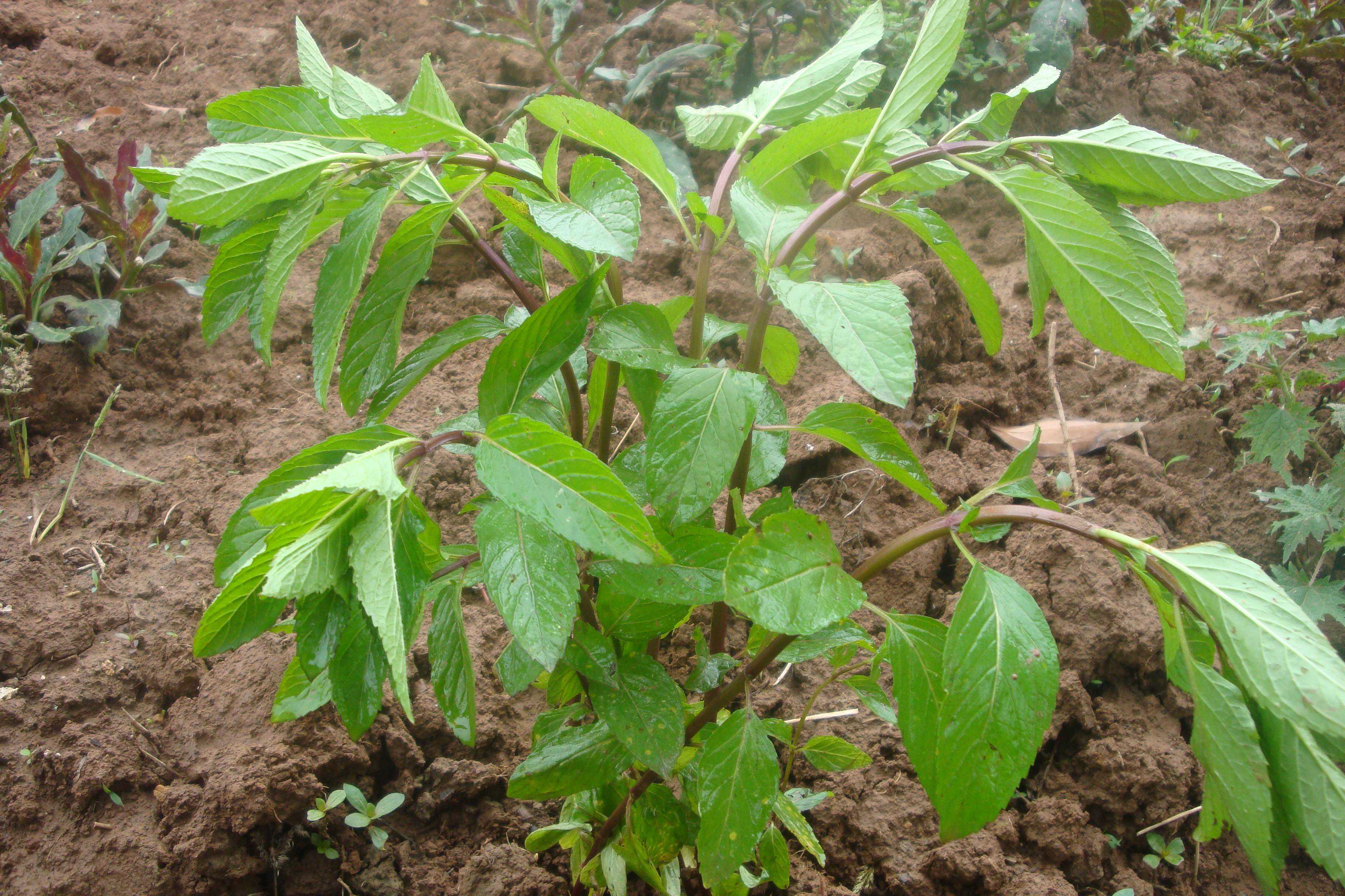 发现滋补中药材：“大青叶”清热解毒，凉血止血，建议收藏