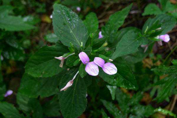 关于九头狮子草的11个药方，非常实用，建议收藏备用