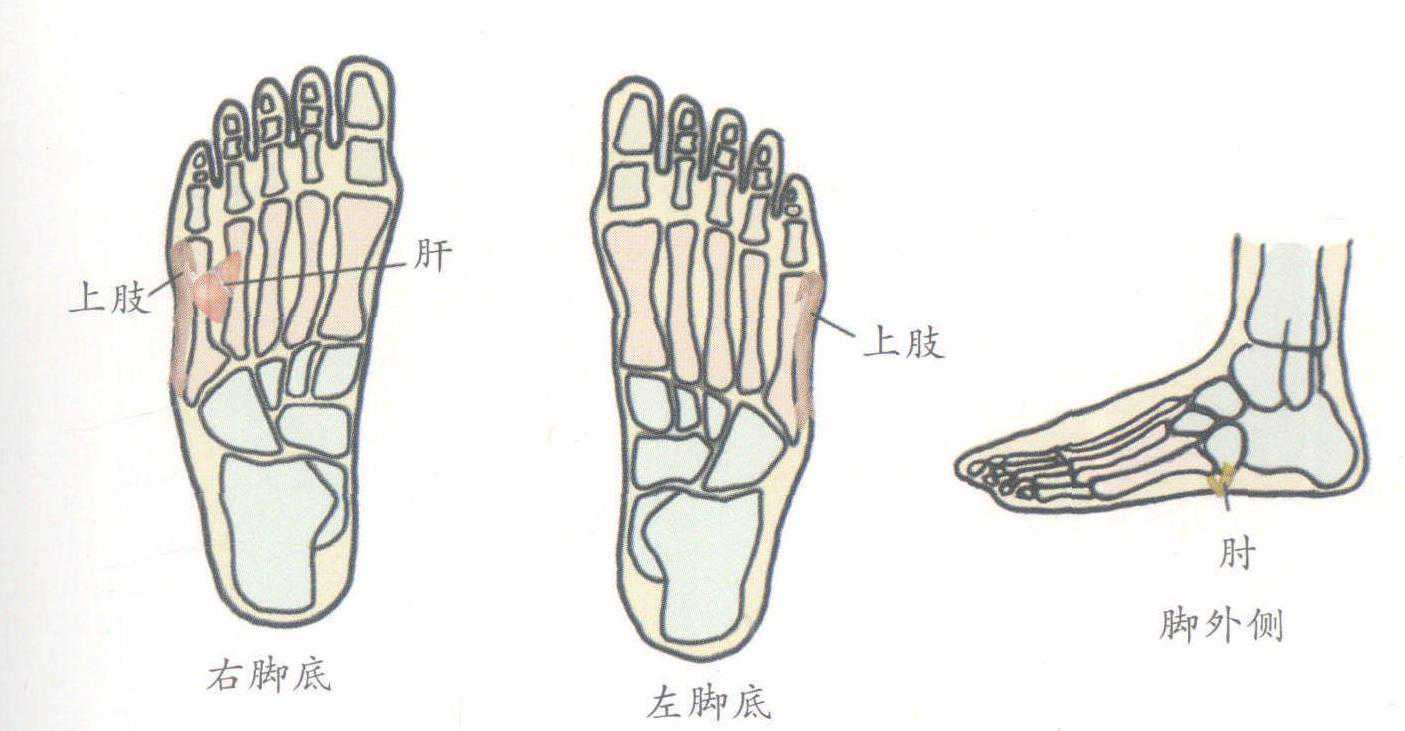 肘关节痛，网球肘？按这几个手足反射区有效果，收藏，转发
