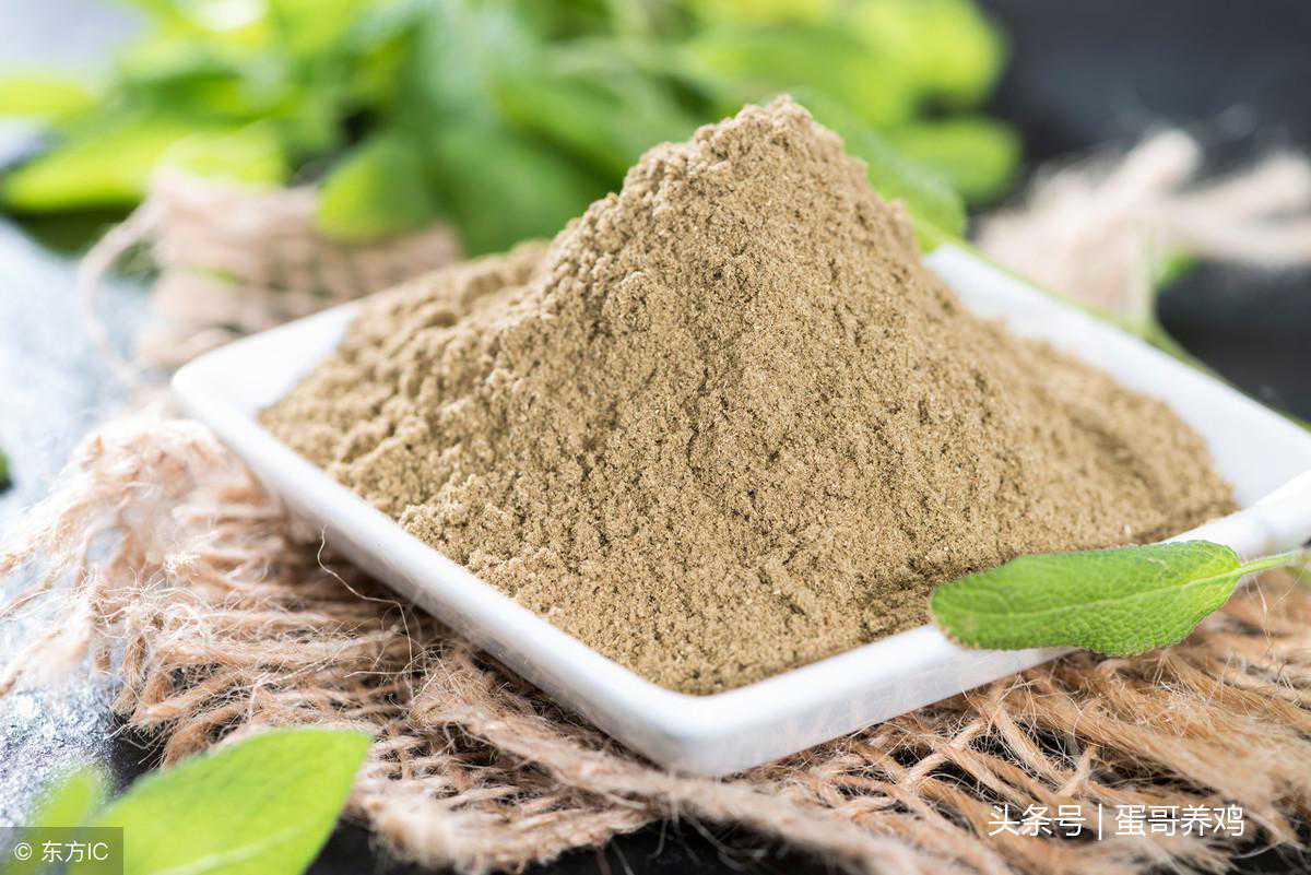 老兽医：十个治疗鸡法氏囊病的巧用方，养鸡人收藏一下吧