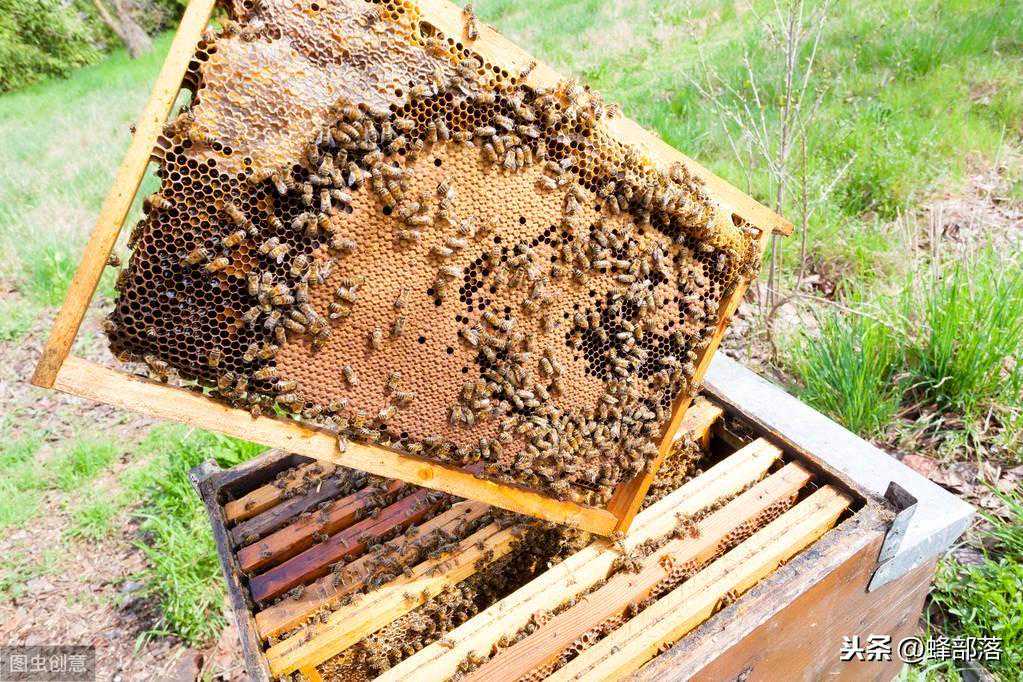 如何进行人工分蜂？用这4种方法，养蜂新手：值得永久收藏