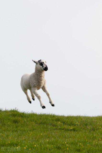 羔羊常见的几种拉稀的原因，以及对应的治疗方法，养羊人收藏