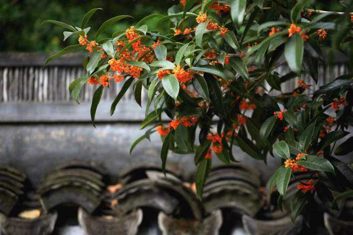 九溪红了，山间已秋！杭州赏秋好去处，坐公交车就能到，赶紧收藏