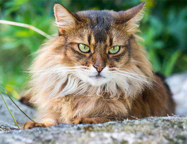 5个养猫常识！新手铲屎官和准备养猫的人快来看看，实用收藏转发